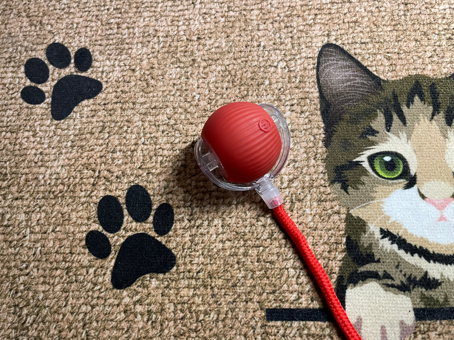 PawCatBall